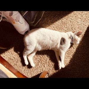 Meet your Posher, Samantha